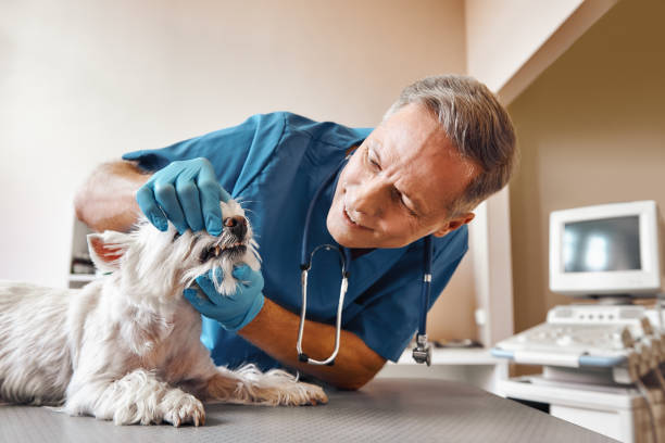 Best Emergency Dental Care for Broken or Chipped Teeth in Monroe, WI